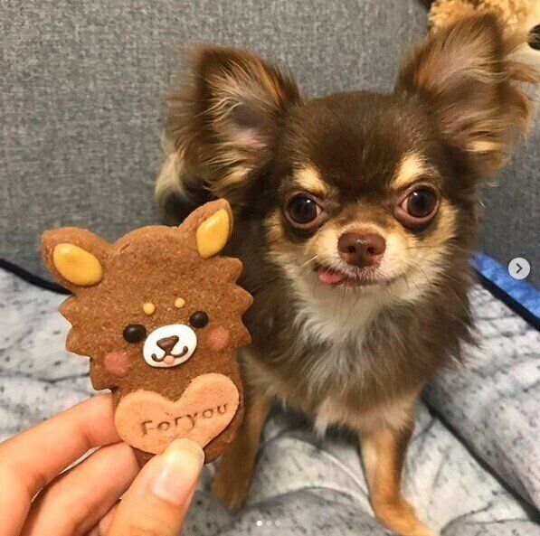 愛犬にそっくりなクッキーがあるかも？