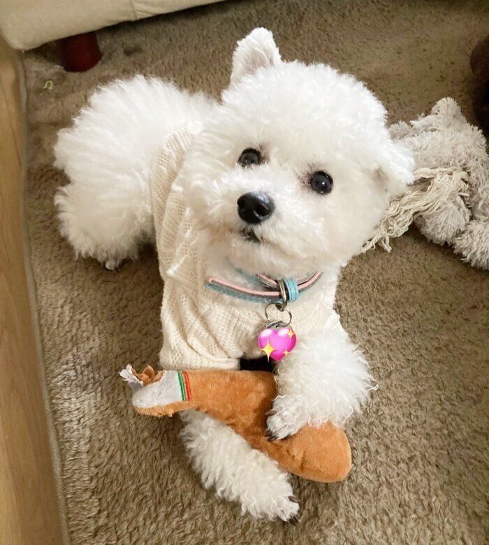 クリスマスにもらったおもちゃで遊ぶくるるくん