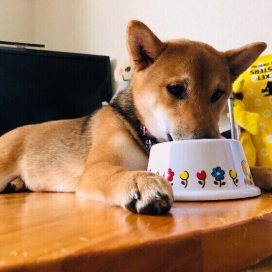 柴・はづきちゃん・水飲み