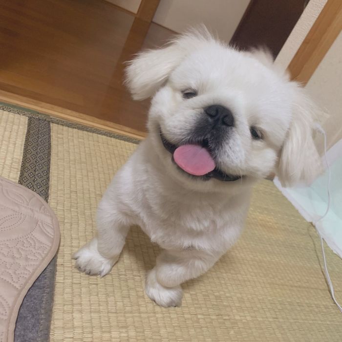 表情豊かなぷっちくんらしい1枚