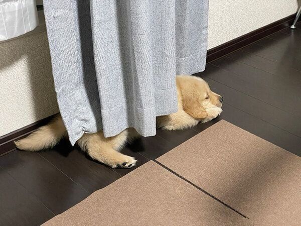 カーテンの下が好きなセナくん