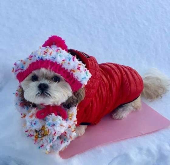 赤い服を着て帽子をかぶったシー・ズー