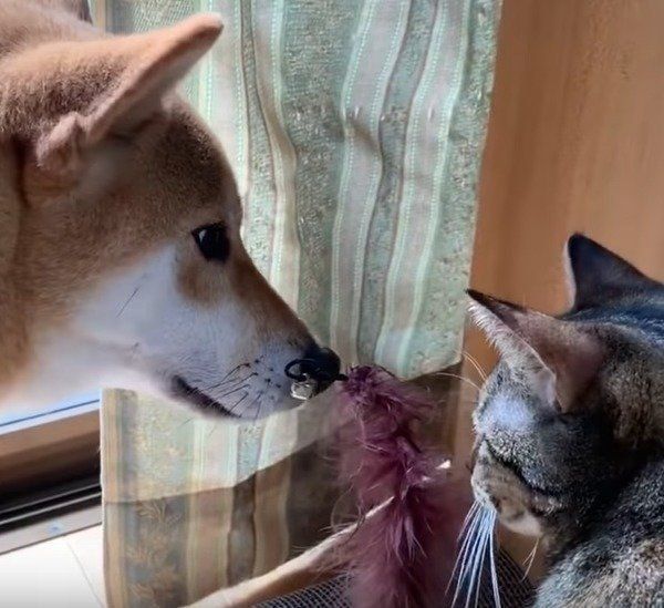 猫じゃらしに興味津々