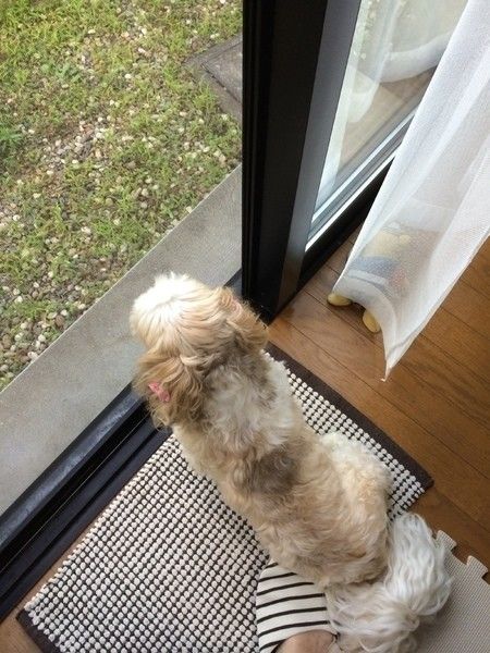 窓から景色を見る犬