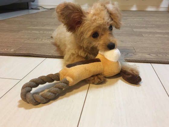 おもちゃで遊ぶ犬