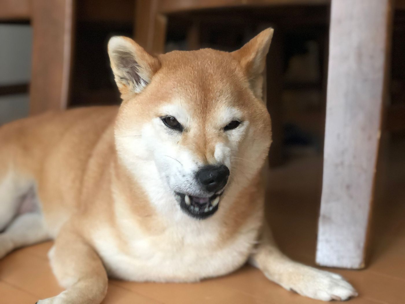 柴犬マロたん 今年の通院を通して思ったこと いぬのきもちweb Magazine 柴犬マロたん 今年の通院を通して思ったこと いぬのきもちweb Magazine