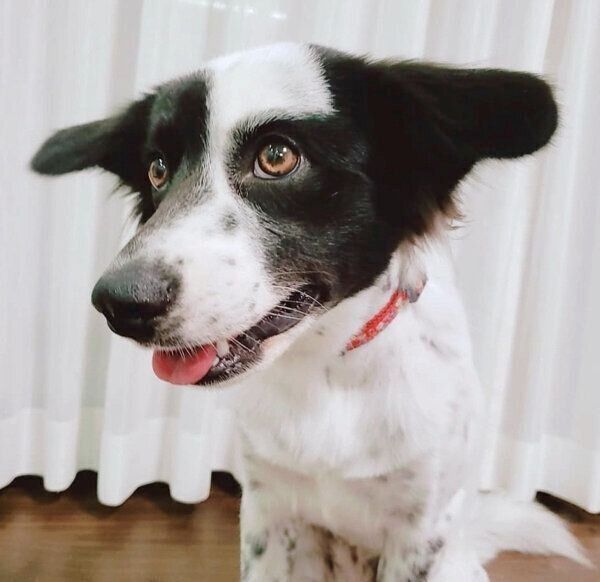 笑顔のりんちゃん