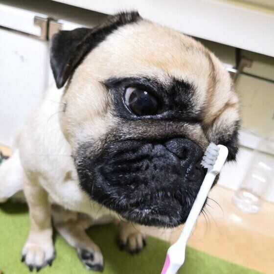 【獣医師監修】犬の虫歯の原因や症状は?歯磨きの仕方や虫歯の治療法を解説 いぬのきもち
