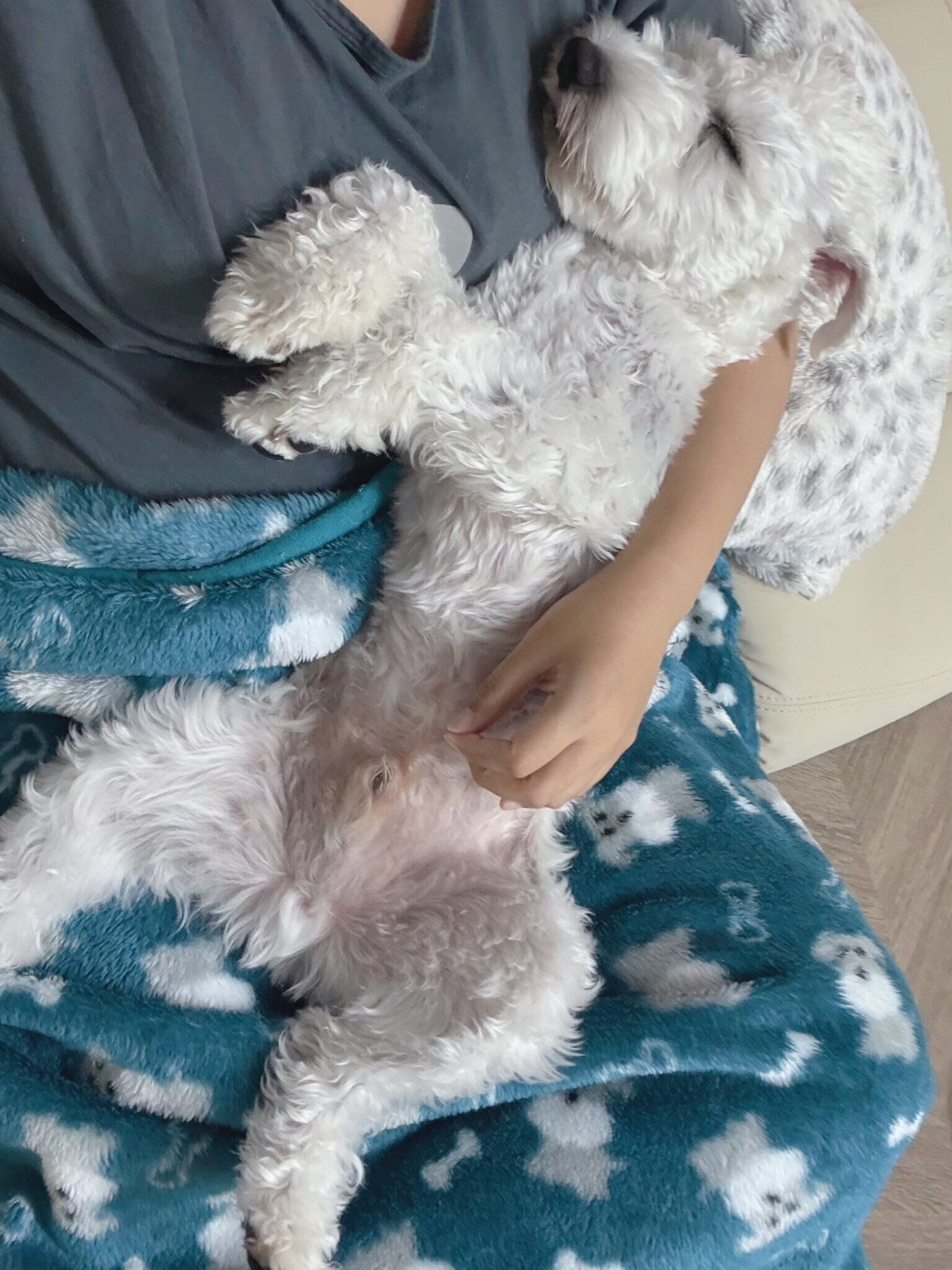 別の日の様子　安心しきったもちまるくんの様子は見ているだけで癒やされる