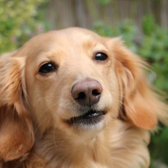 獣医師監修:犬の「尿もれ」どうすればいい?