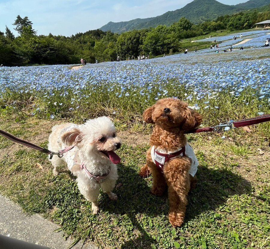 屋外を散歩するにこちゃんとうたちゃん