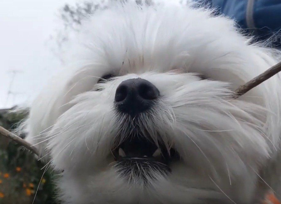 棒をくわえる犬