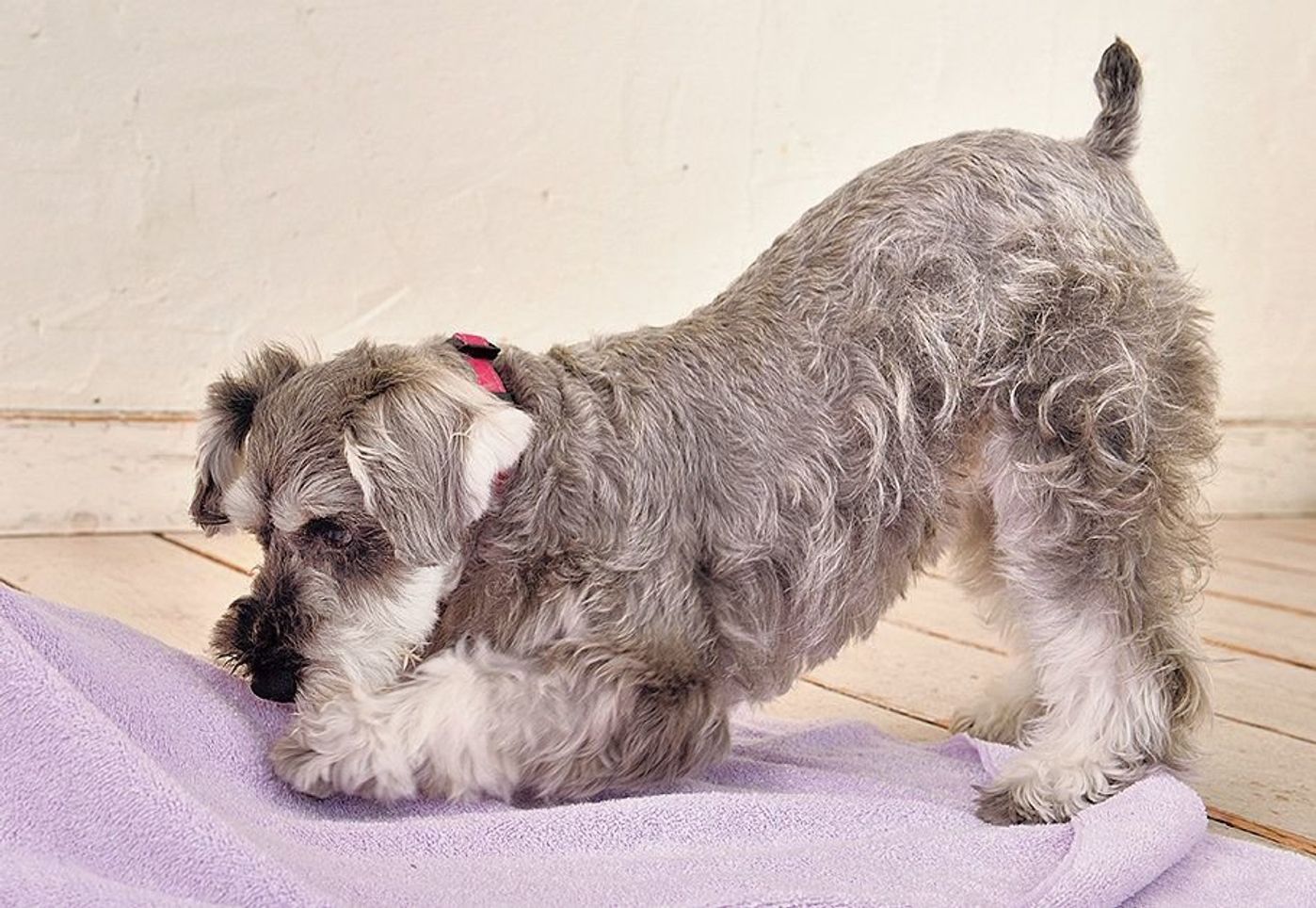 実は犬のよく見るあのしぐさ 行動 犬の野生時代のなごりだった いぬのきもちweb Magazine 実は犬のよく見るあのしぐさ 行動 犬の野生時代のなごりだった いぬのきもちweb Magazine
