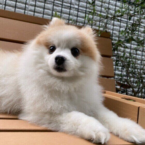 ベンチに乗るポメラニアン