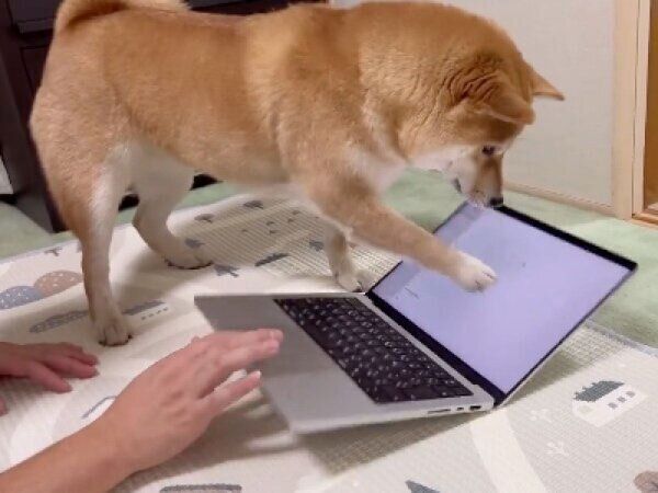 豪快にパソコンを揺らすわらびちゃん