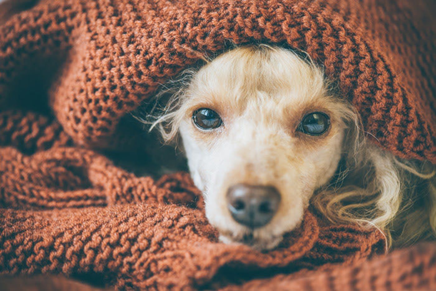 肉球のひび割れ ドライアイ Etc 冬に起こりやすい犬の乾燥トラブル いぬのきもちweb Magazine 肉球のひび割れ ドライアイ Etc 冬に起こりやすい犬の乾燥トラブル いぬのきもちweb Magazine