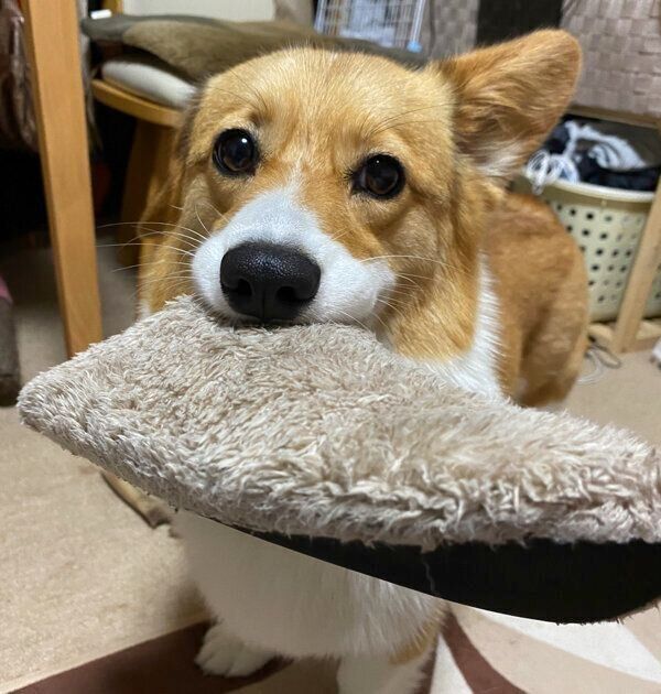 スリッパをくわえるむぎちゃん