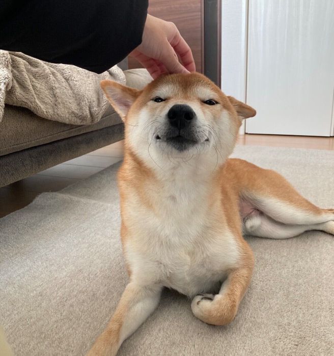 ヒコーキ耳をするもちくん