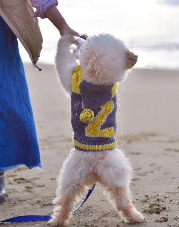 水を立ち飲みするトイ・プードル