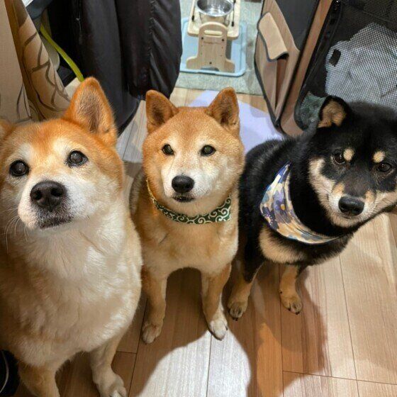 犬の食欲が落ちた場合の対処法は？  いぬのきもち