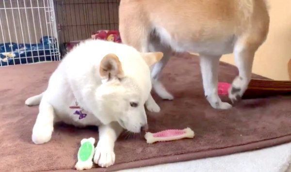 謝るQ太郎くんと立ち去るみかんちゃん