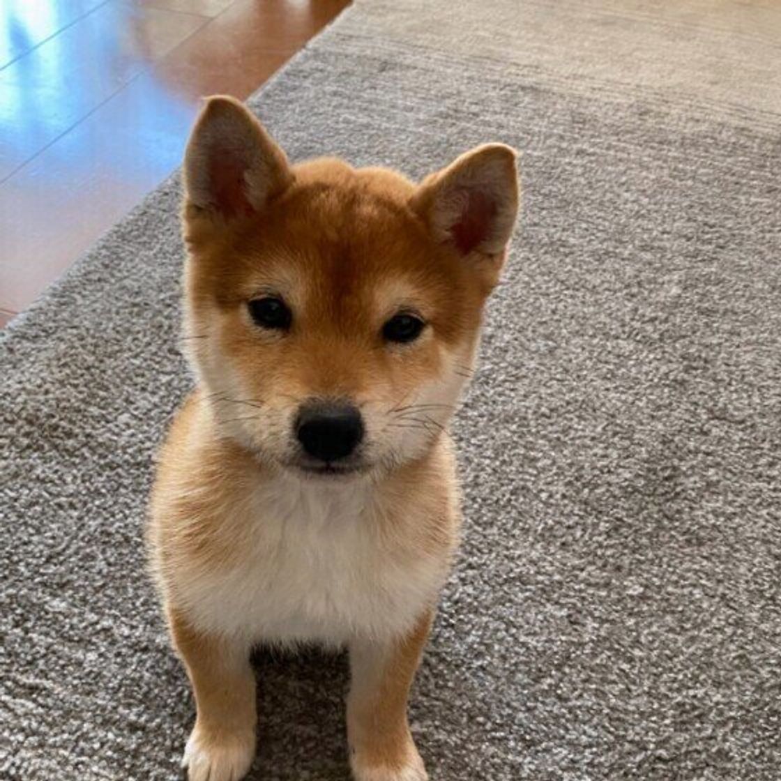 飼い主の行動に原因があるかも 犬がなつかない ときに考えられることを解説 いぬのきもちweb Magazine 飼い主の行動に原因があるかも 犬がなつかない ときに考えられることを解説 いぬのきもちweb Magazine