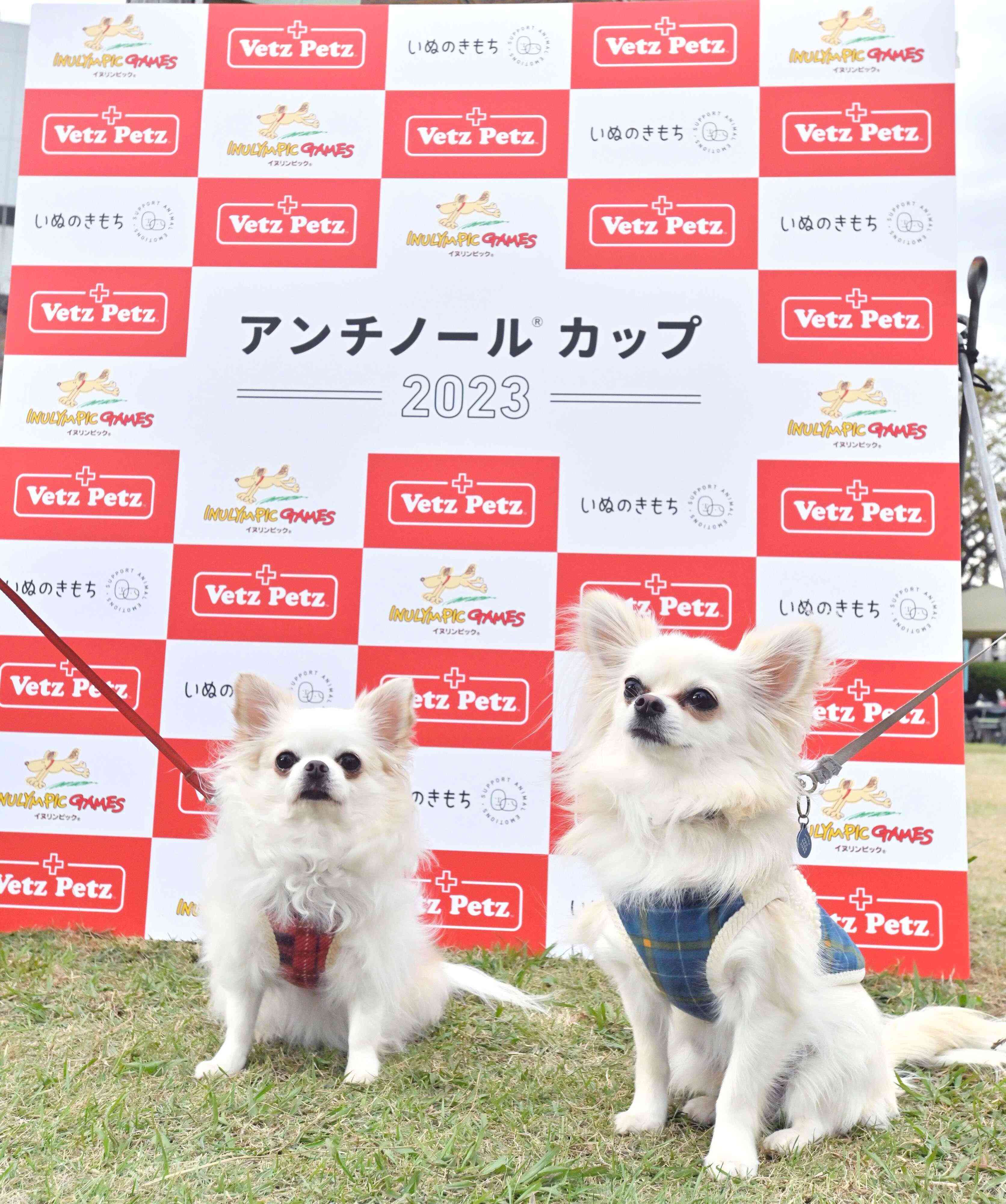 タイムレース50アンチノールカップに参加したチワワ