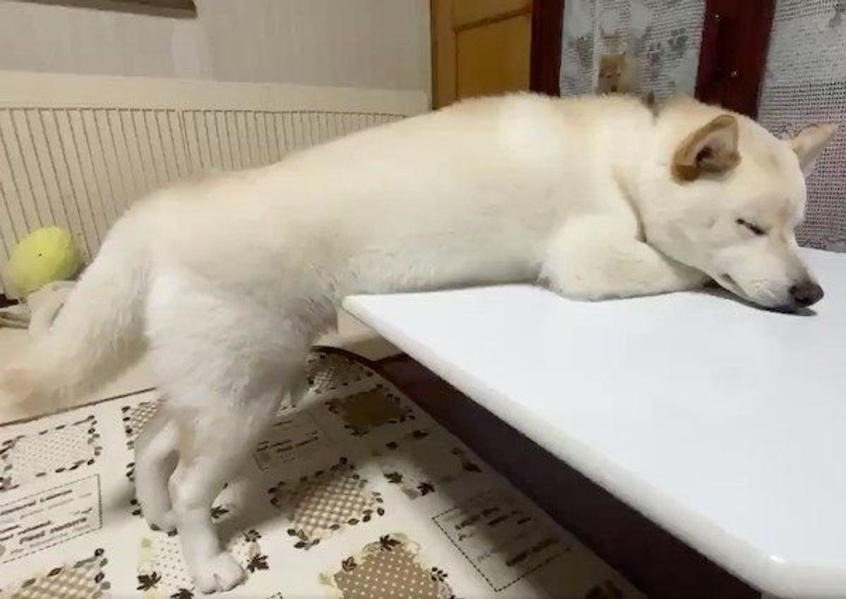 仕事で疲れて居眠りしちゃったol のよう 柴犬の衝撃的な寝姿とは いぬのきもちweb Magazine 仕事で疲れて居眠りしちゃったol のよう 柴犬の衝撃的な寝姿とは いぬのきもちweb Magazine