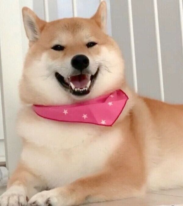 笑顔の味噌ちゃん