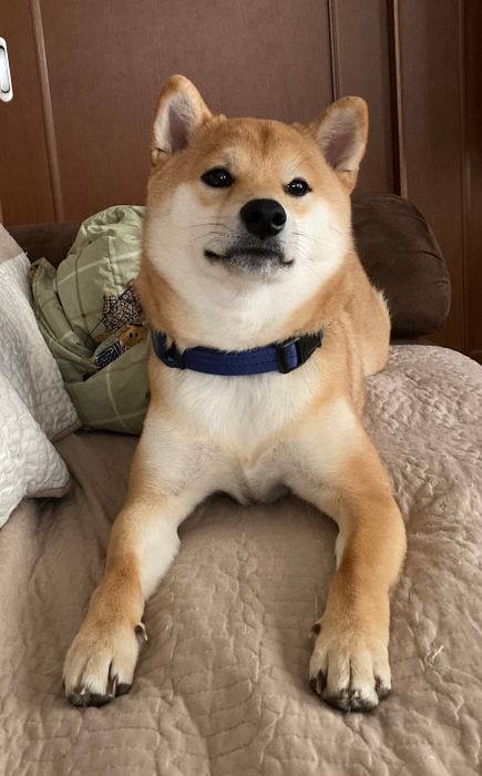 1才1カ月の柴犬