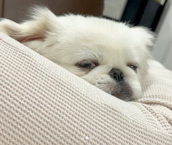 膝裏にあごをのせるこむすびくん