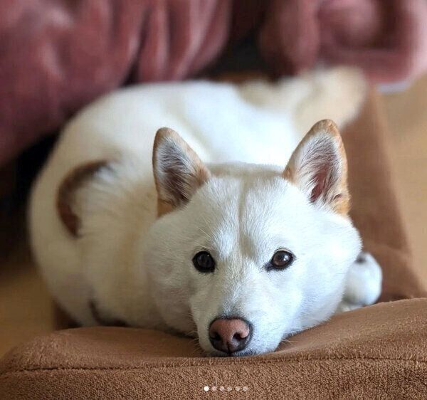 見つめるシロちゃん