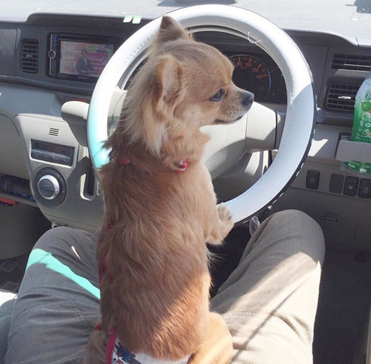 ご主人さまの運転姿 気になるワン 運転席に座ってみたワンコたち いぬのきもちweb Magazine ご主人さまの運転姿 気になるワン 運転席に座ってみたワンコたち いぬのきもちweb Magazine