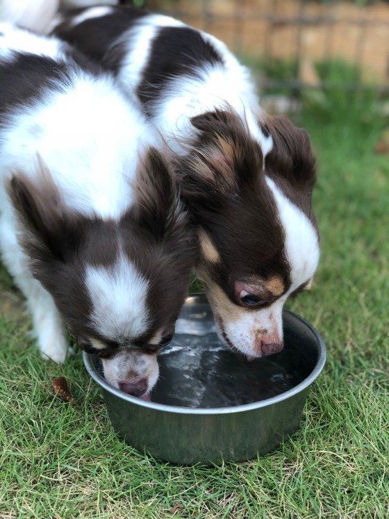 犬の多頭飼い お世話 チワワ 仲良し