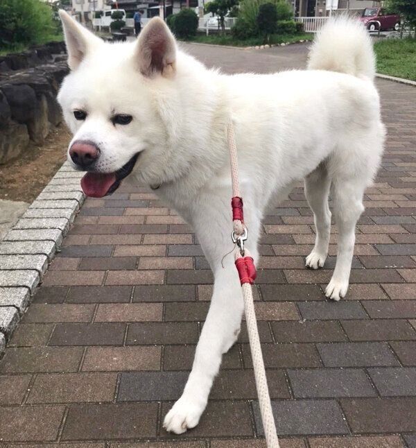 お散歩する心くん