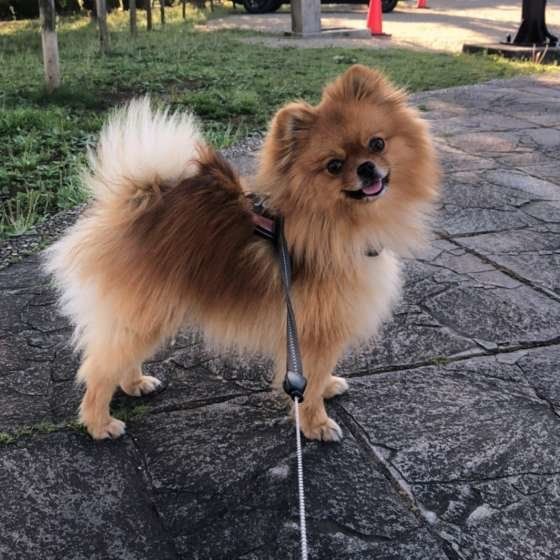 専門家監修 ポメラニアンのしつけは傾向と対策がポイント いぬのきもちweb Magazine