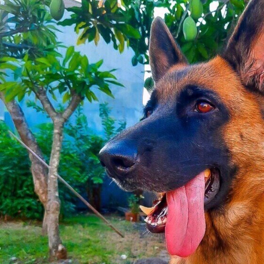 獣医師監修 犬にマンゴーを与えるときは注意が必要 与えるメリットとデメリットを解説 いぬのきもちweb Magazine 獣医師監修 犬にマンゴーを与えるときは注意が必要 与えるメリットとデメリットを解説 いぬのきもちweb Magazine