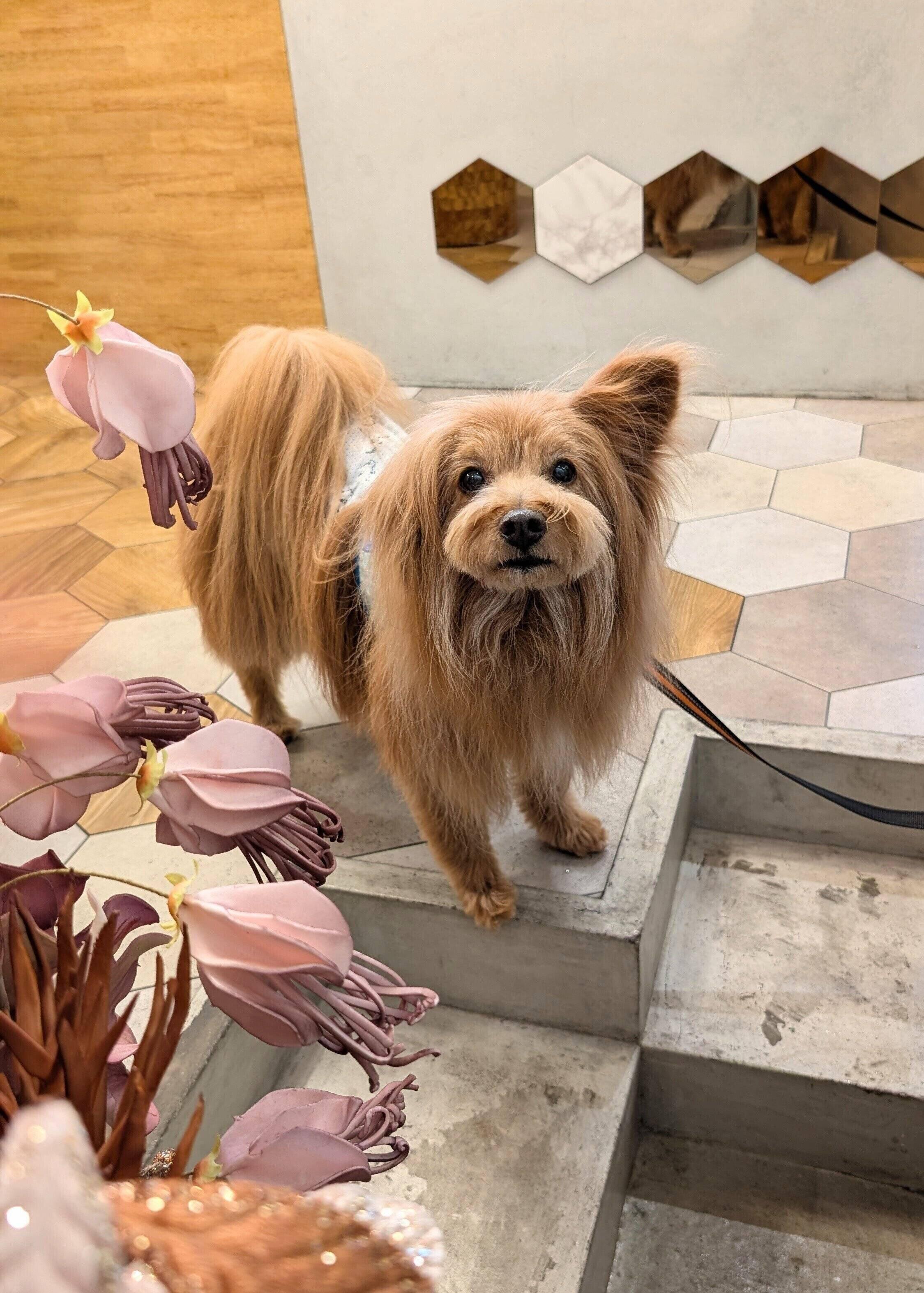 こっちを見ている犬の写真