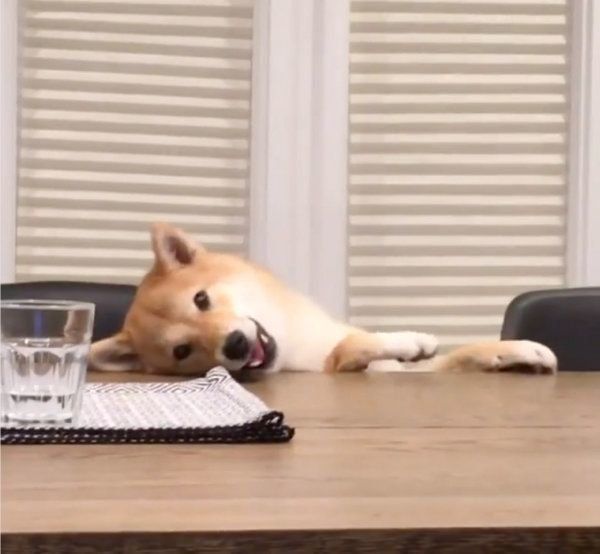 イタズラする柴犬