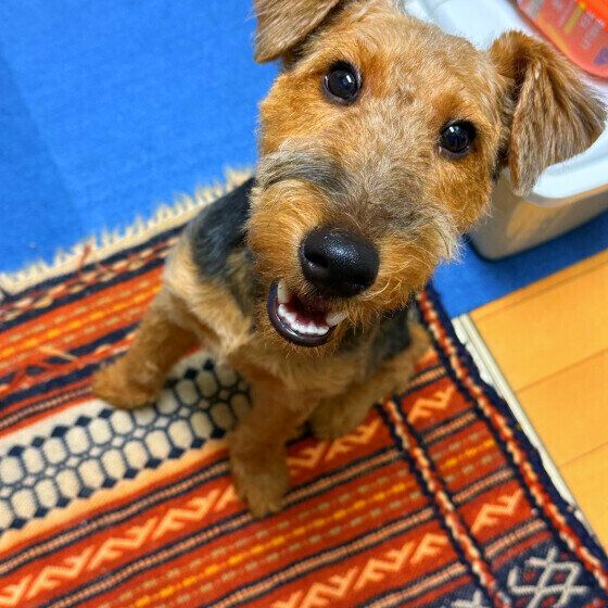 犬が自分の体を舐める理由とは キレイにしている？ それともストレス？ いぬのきもち