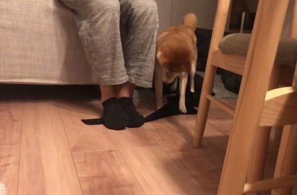 ヒートテックを奪う柴犬