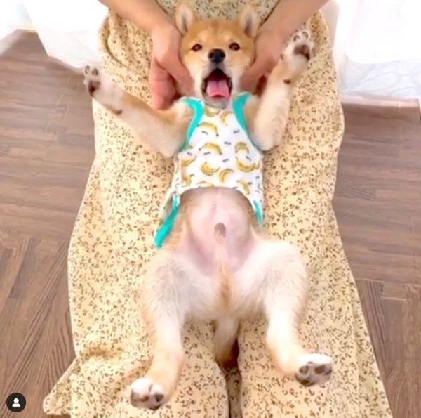 あくびをする豆柴のうにくん