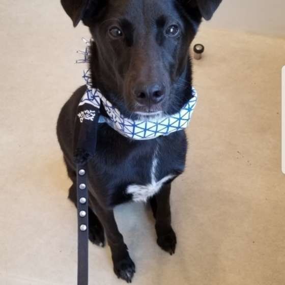 お散歩に行くMix犬