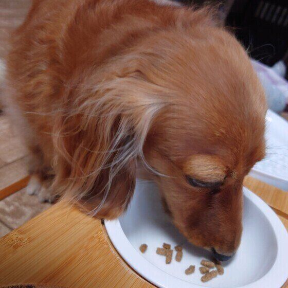 ミニチュア・ダックスフンドのリンちゃん