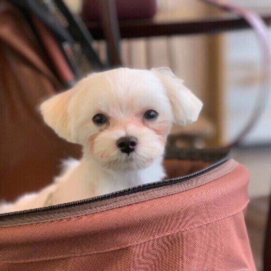 カメラ目線のはなこちゃん