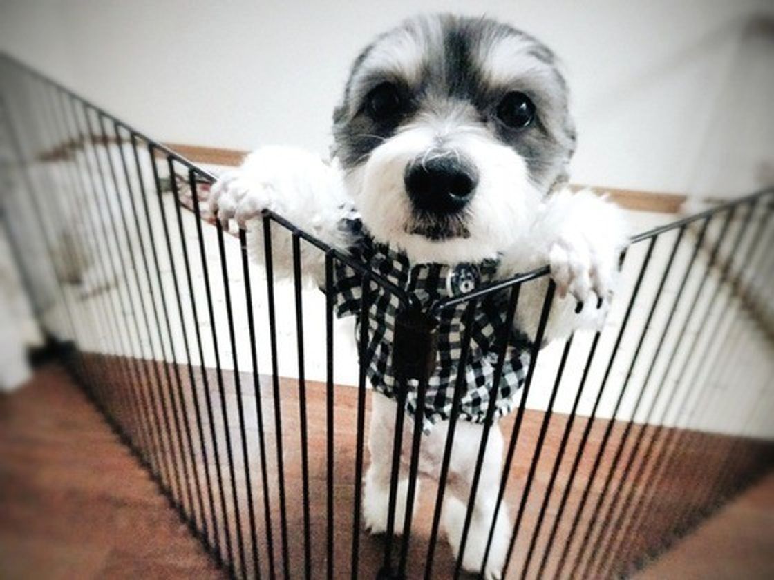 淋しがり屋の愛犬の留守番のために 事前にすべき意外な対応とは いぬのきもちweb Magazine 淋しがり屋の愛犬の留守番のために 事前にすべき意外な対応とは いぬのきもちweb Magazine
