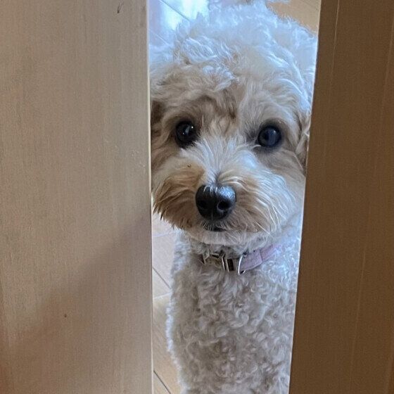 トイ・プードル　こちらを見つめるむぎ