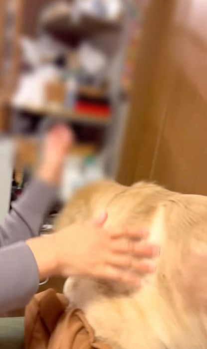てんちゃんの激怒にびっくりし、思わず飼い主さんのところへ駆け寄ったせいちゃん
