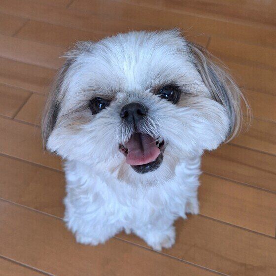 犬の長生きのために必要なこと 愛犬のためにサポートできることは？ いぬのきもち