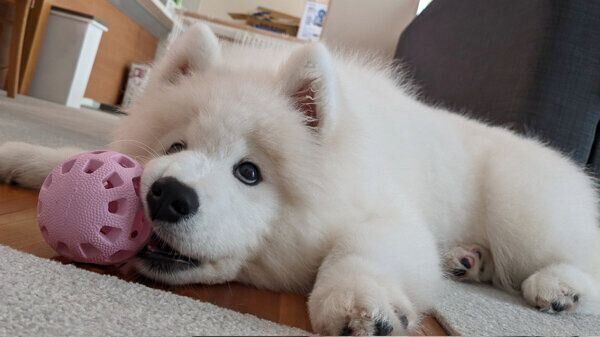 おもちゃで遊ぶニコちゃん